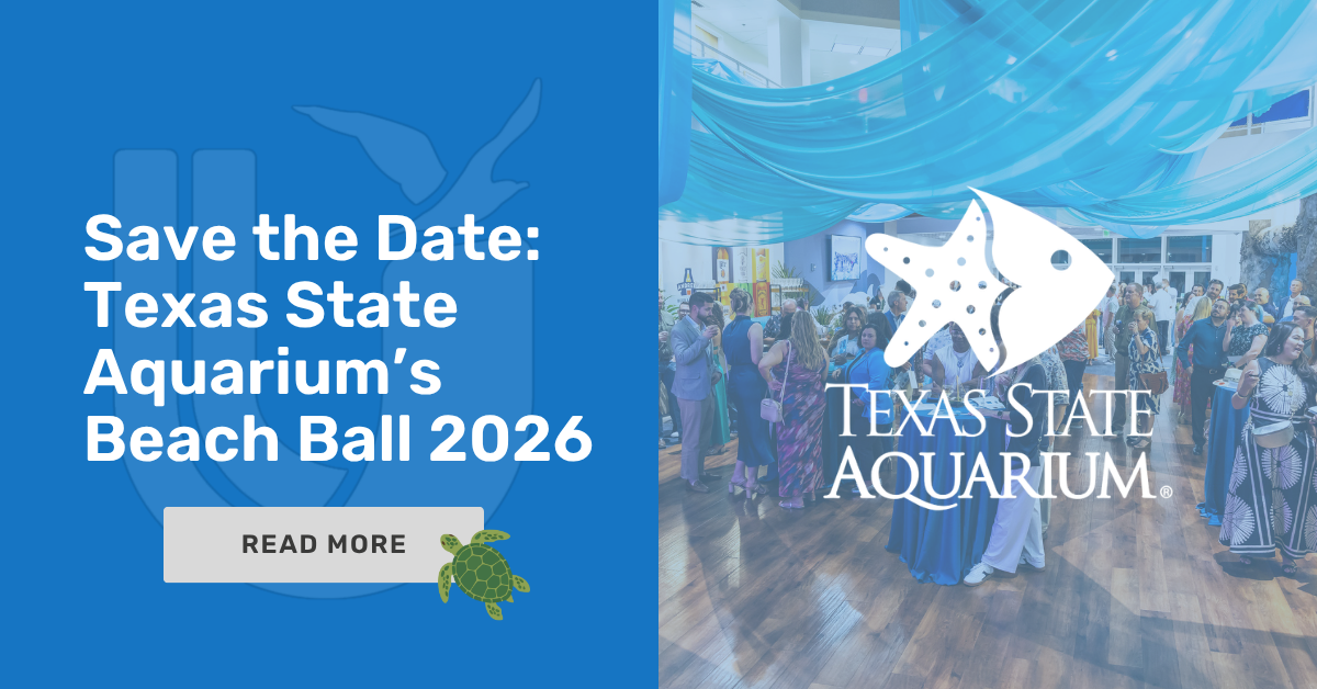 Beach Ball 2026: Support Wildlife at Texas State Aquarium